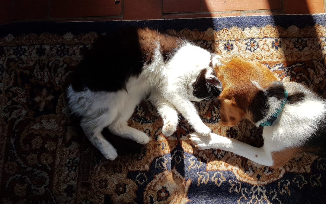 Le contact avec les autres animaux