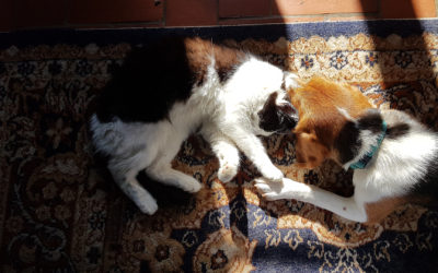 Le contact avec les autres animaux