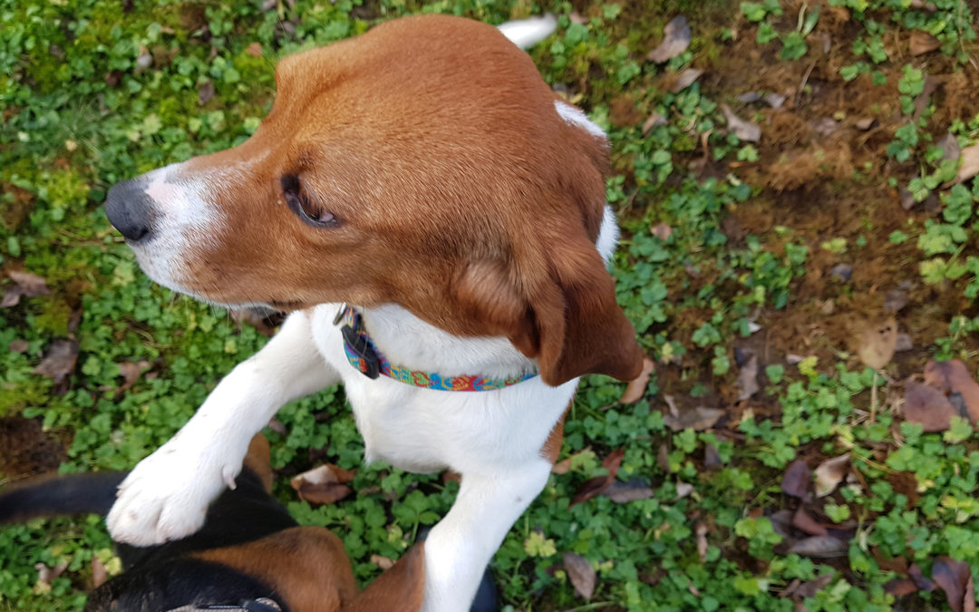 Le « choix » du beagle